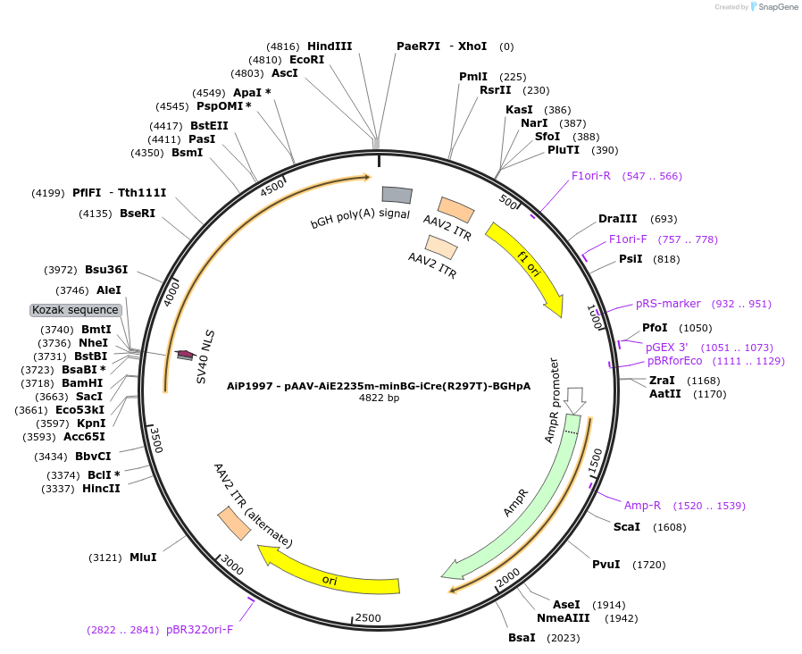 241602-plasmid-map-sequence-id-524134