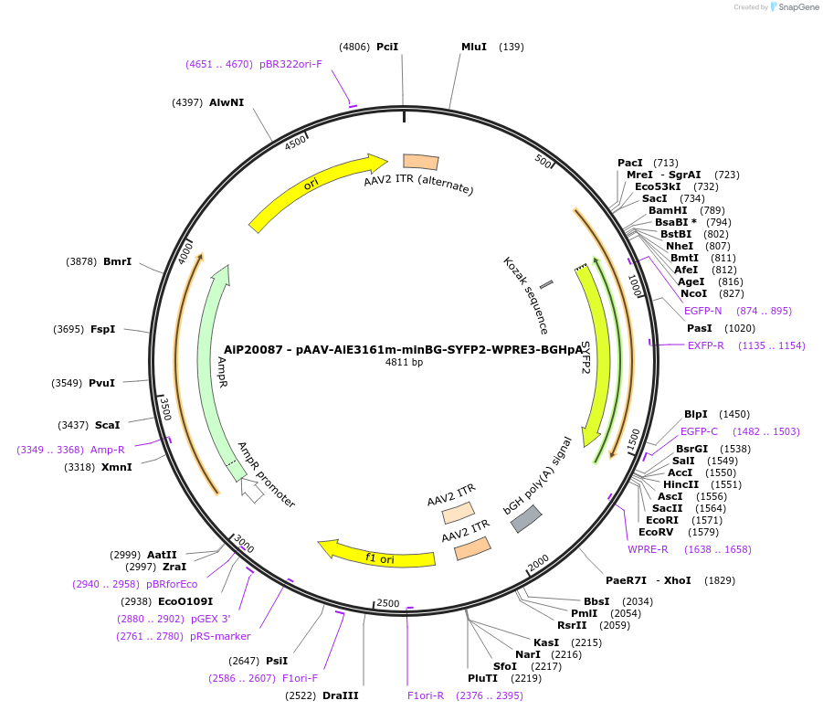 241628-plasmid-map-sequence-id-524136