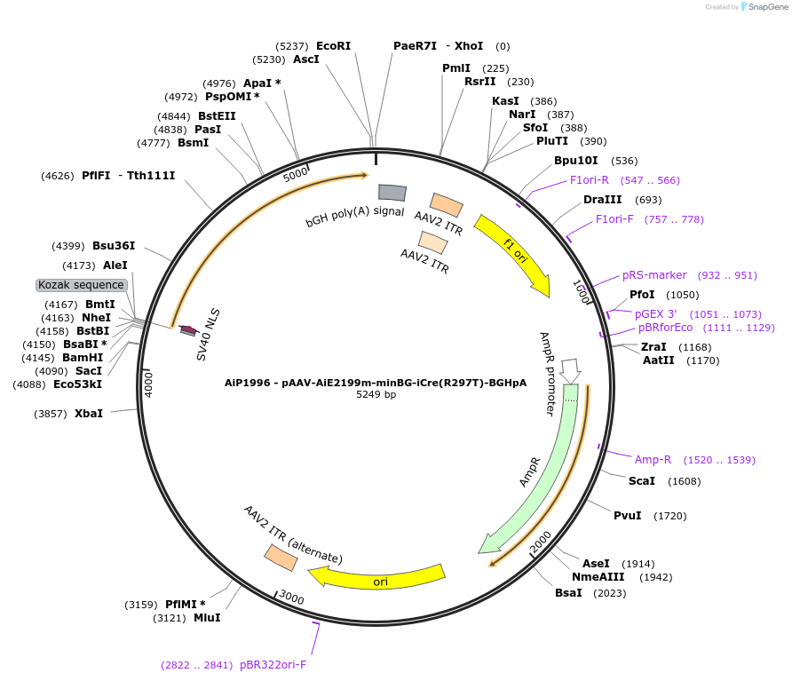 241601-plasmid-map-sequence-id-524138