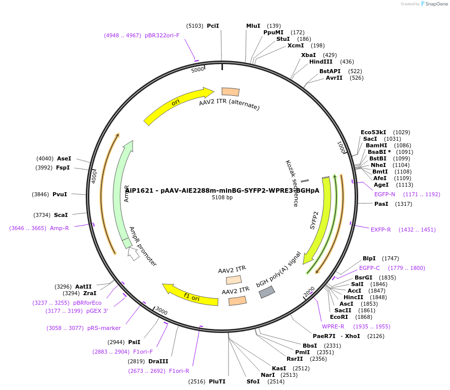 241575-plasmid-map-sequence-id-524139