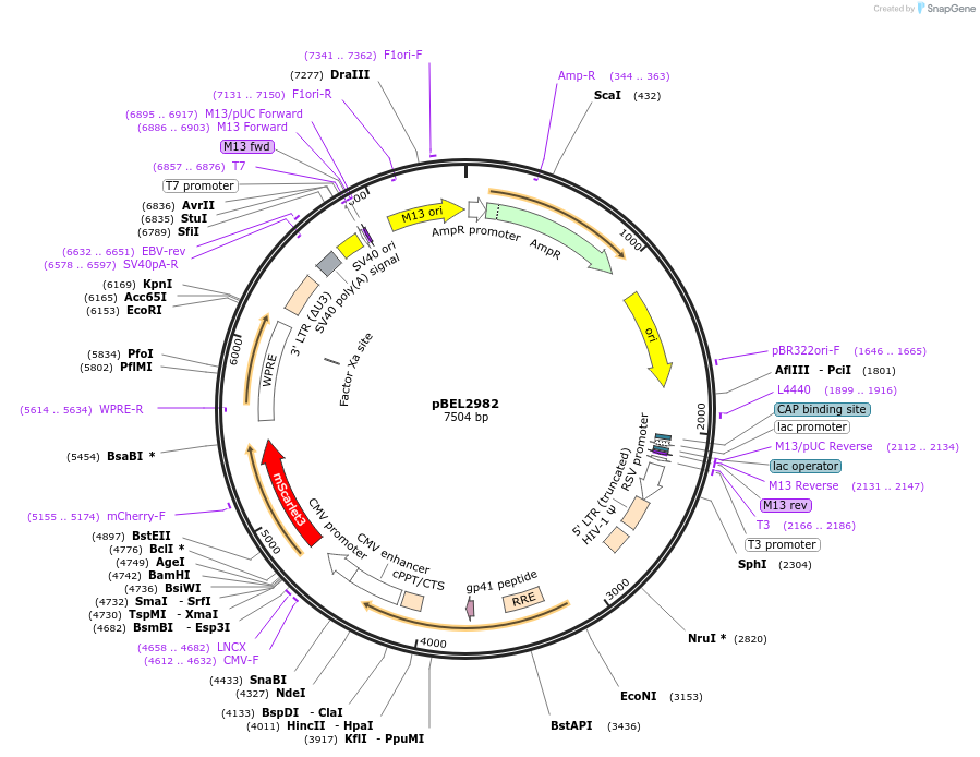 263107-plasmid-map-sequence-id-524140