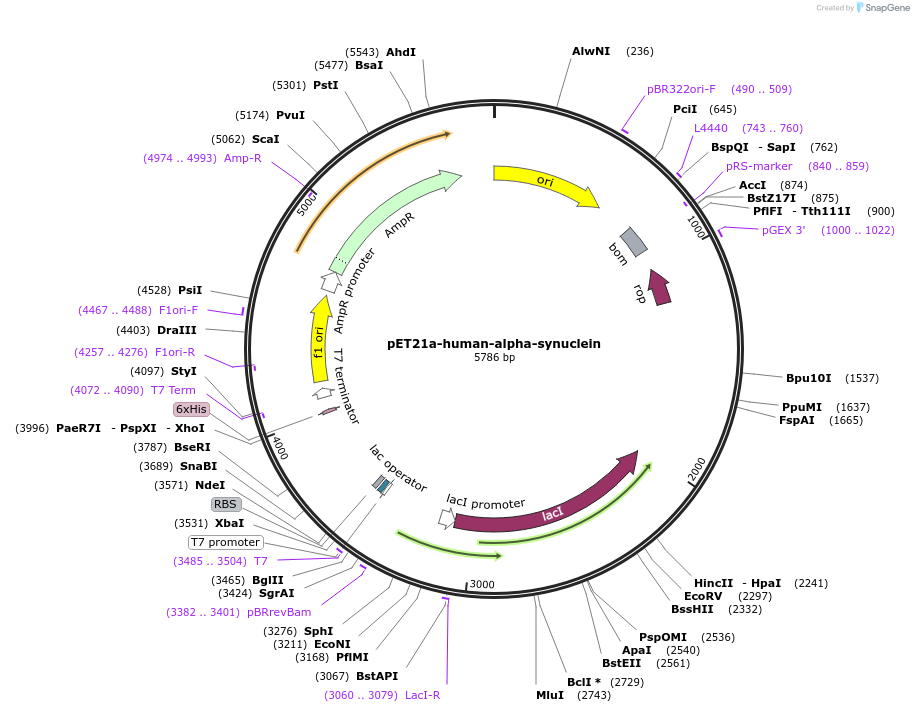 263036-plasmid-map-sequence-id-524158
