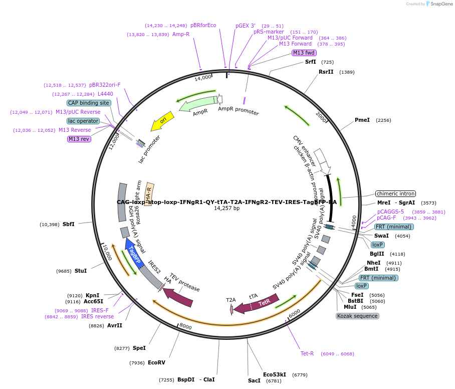 255644-plasmid-map-sequence-id-524159