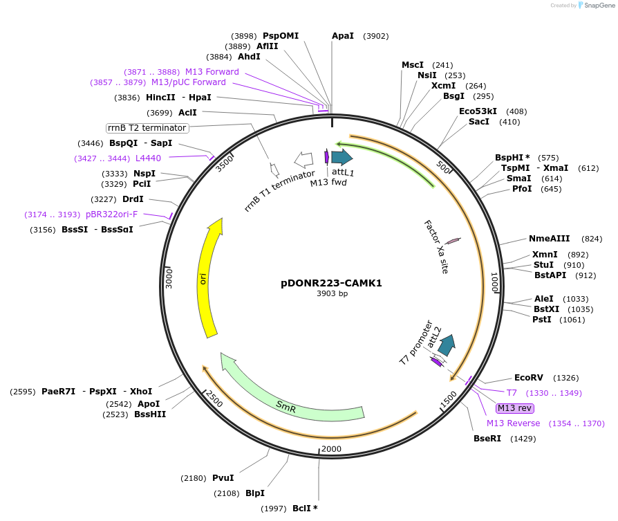 23544-plasmid-map-sequence-id-524188