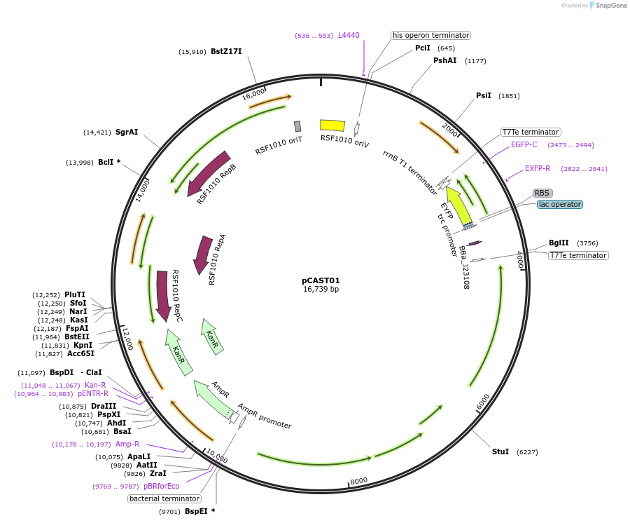 254944-plasmid-map-sequence-id-524193
