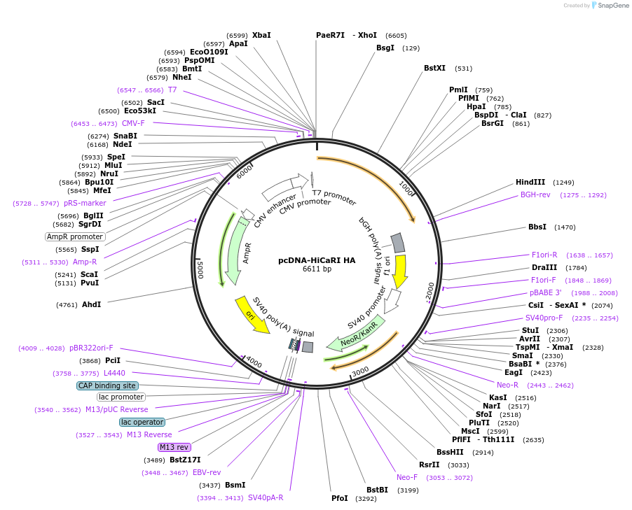 262560-plasmid-map-sequence-id-524200