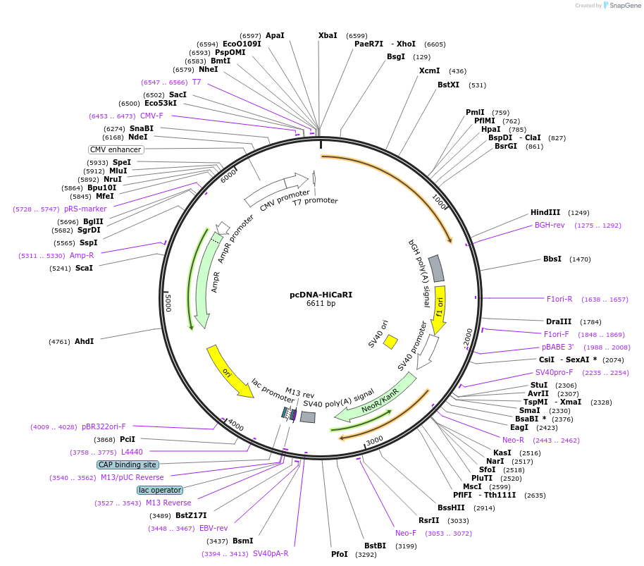 262562-plasmid-map-sequence-id-524201