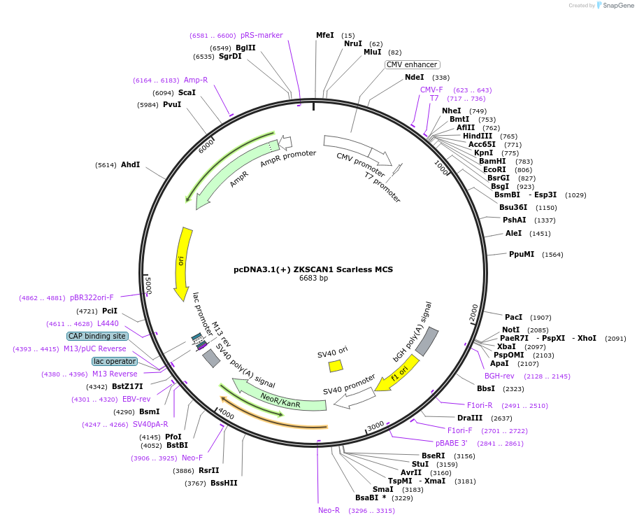262613-plasmid-map-sequence-id-524210