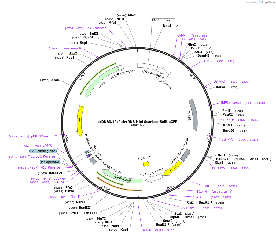 262620-plasmid-map-sequence-id-524214