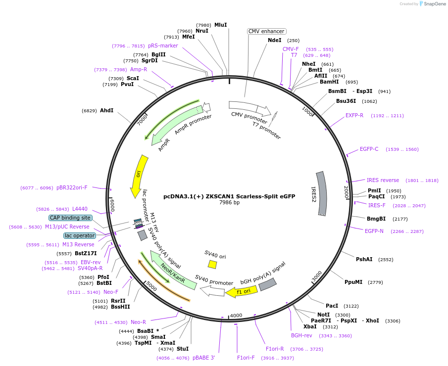 262621-plasmid-map-sequence-id-524215