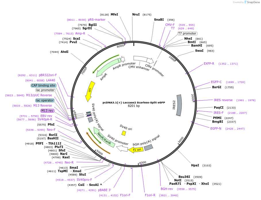 262622-plasmid-map-sequence-id-524216