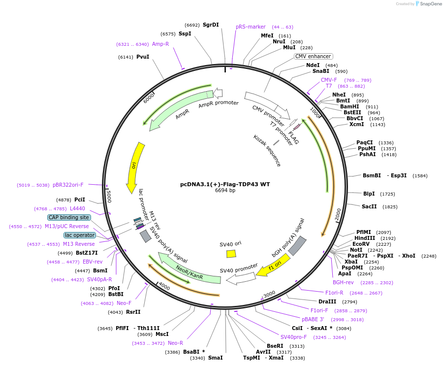 261742-plasmid-map-sequence-id-524299