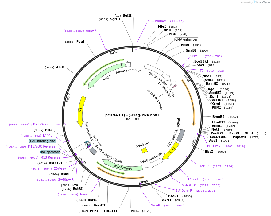 261745-plasmid-map-sequence-id-524300