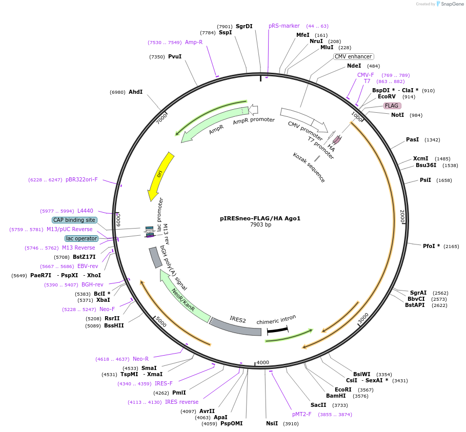 10820-plasmid-map-sequence-id-524360