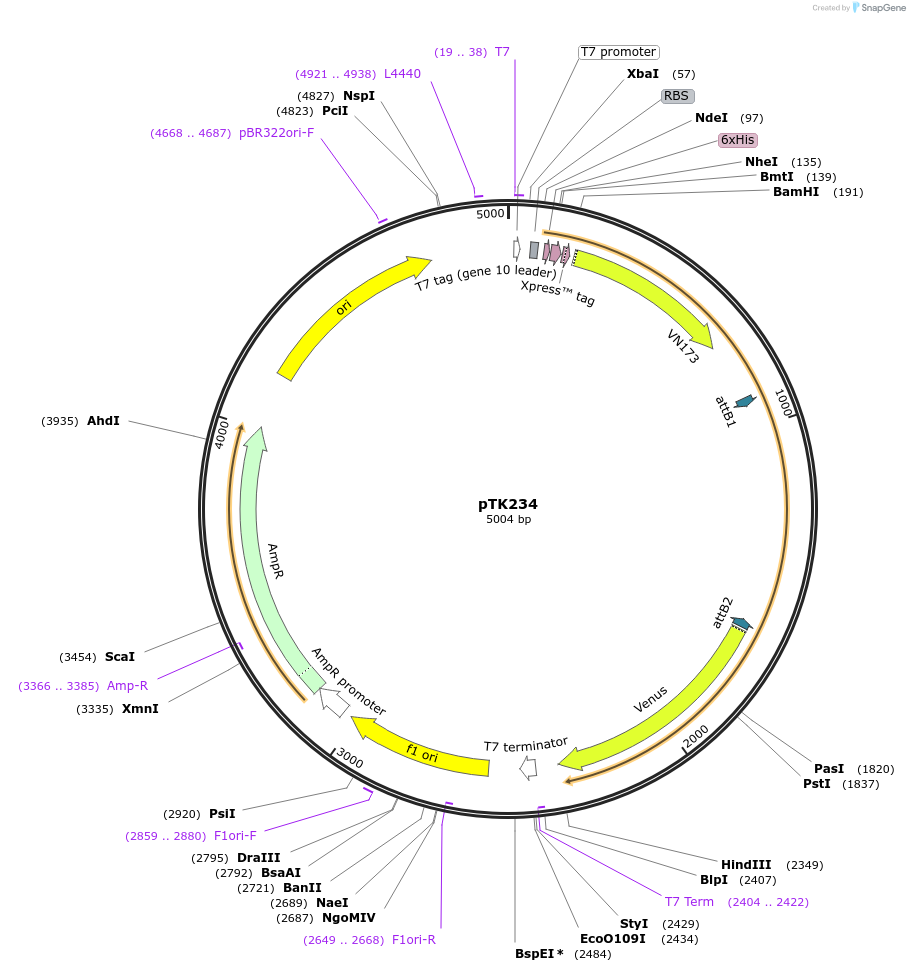 13535-plasmid-map-sequence-id-524498
