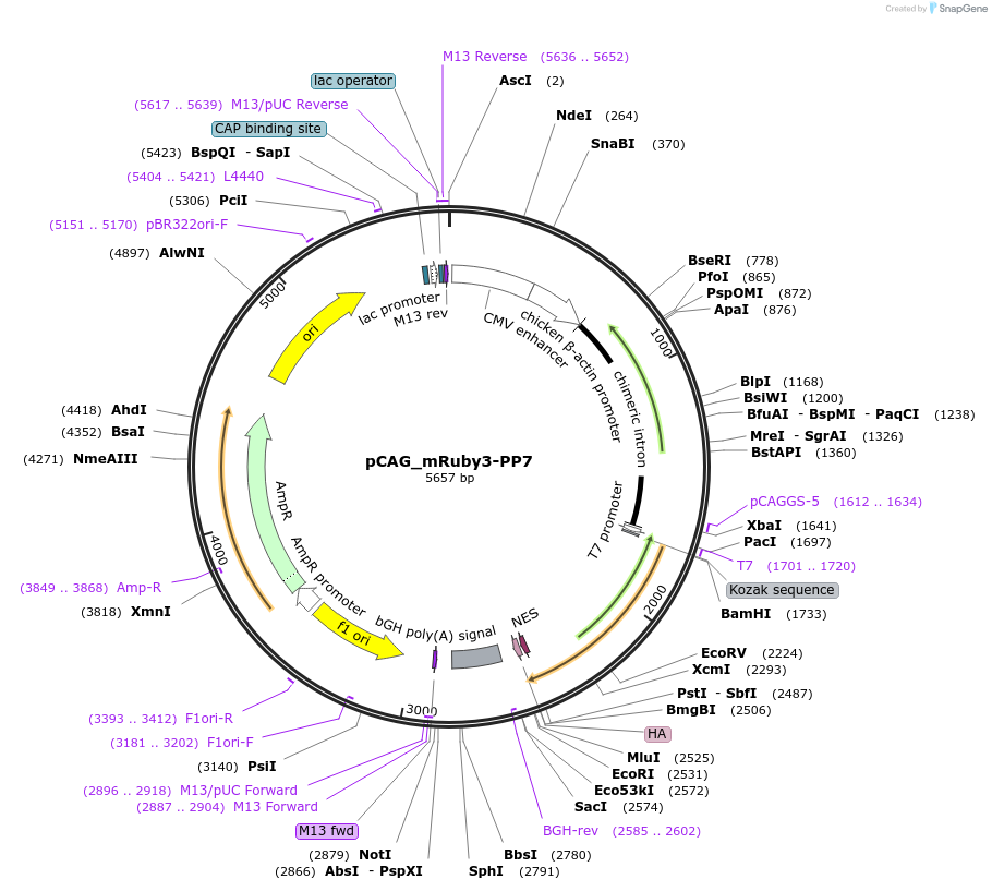 261221-plasmid-map-sequence-id-524503