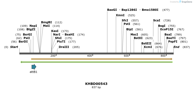 52454_map