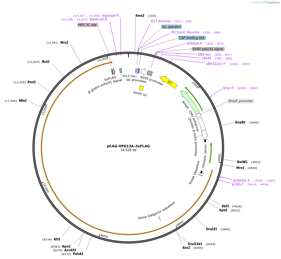 263522-plasmid-map-sequence-id-524605