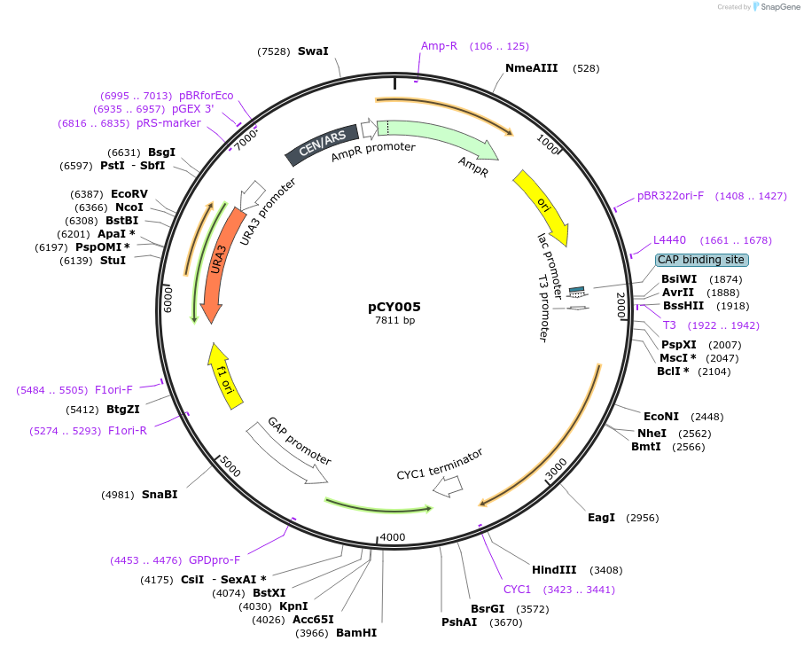 263521-plasmid-map-sequence-id-524606