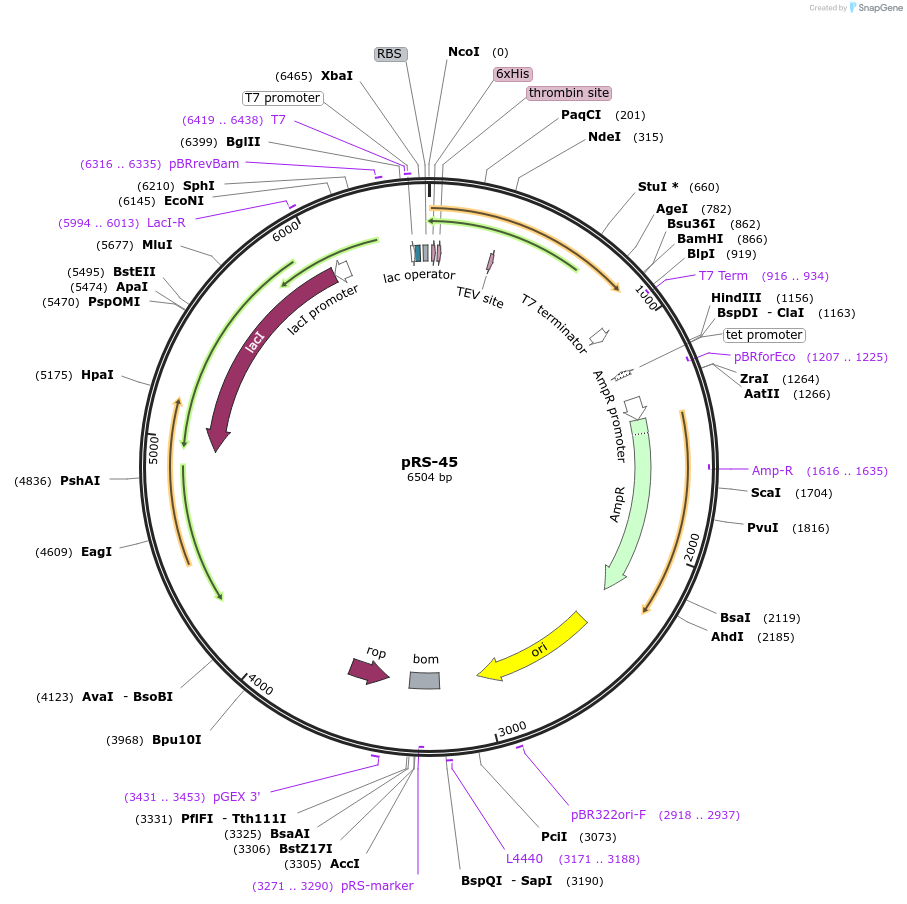 40586-plasmid-map-sequence-id-52461