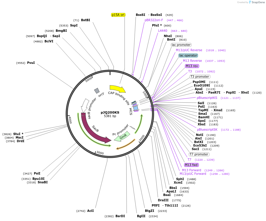 78498-plasmid-map-sequence-id-524617