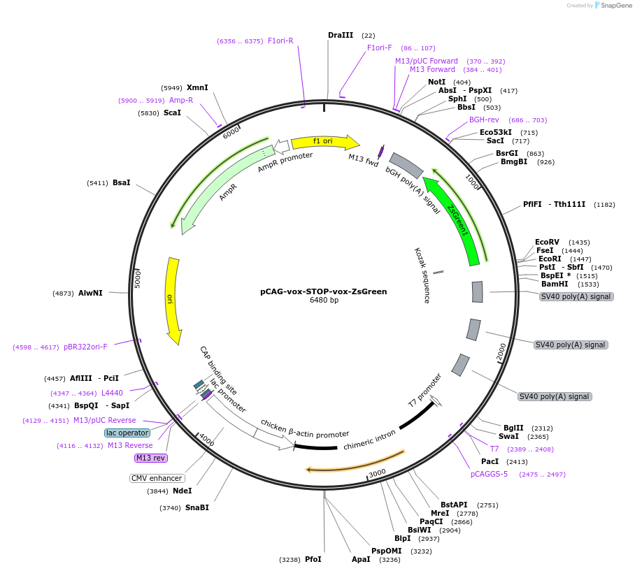 261894-plasmid-map-sequence-id-524630