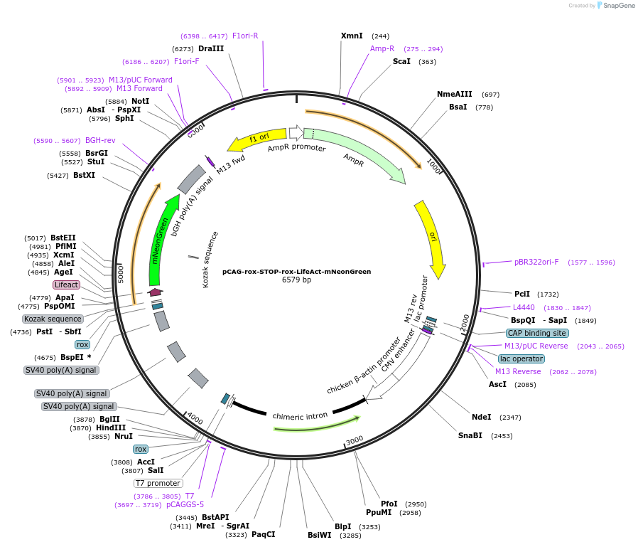 Yiest Image Addgene: pCAG-rox-STOP-rox-LifeAct-mNeonGreen