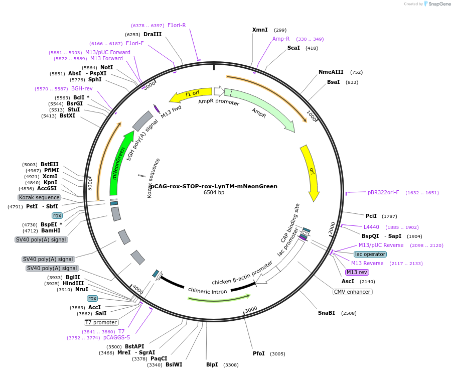 261897-plasmid-map-sequence-id-524634