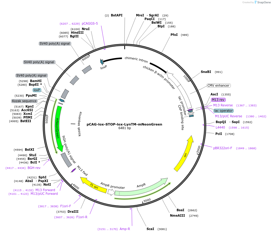 261898-plasmid-map-sequence-id-524657