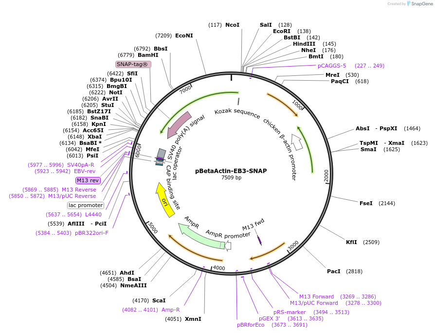 261905-plasmid-map-sequence-id-524664