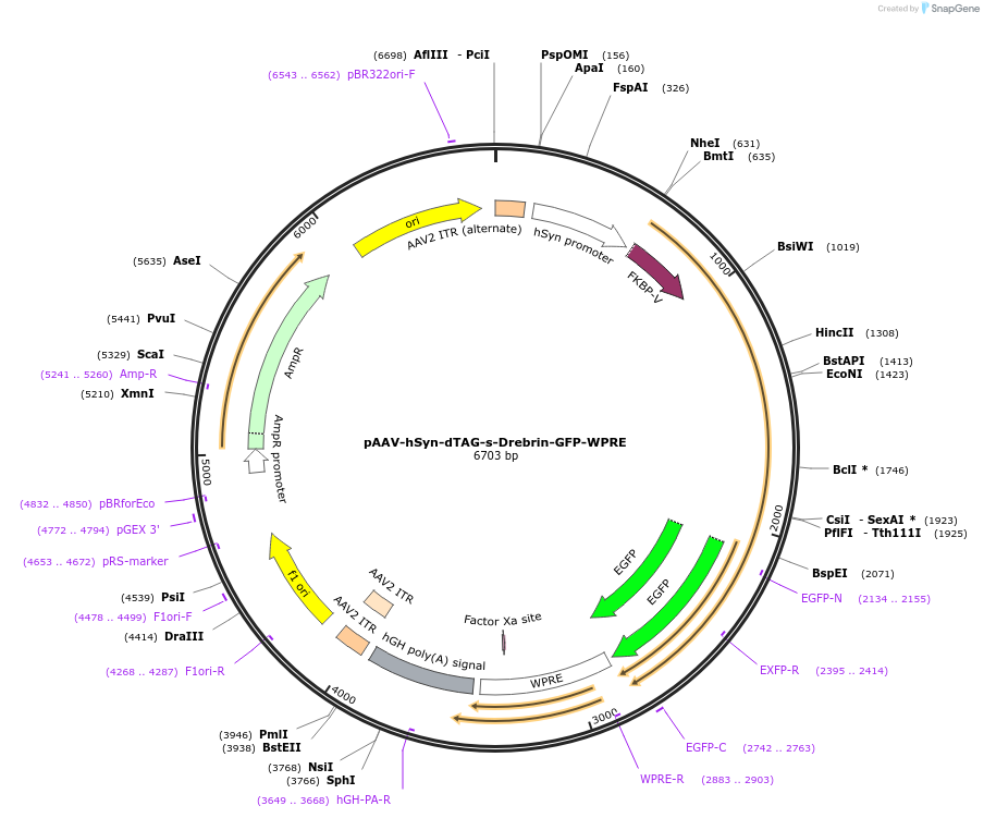 261813-plasmid-map-sequence-id-524694