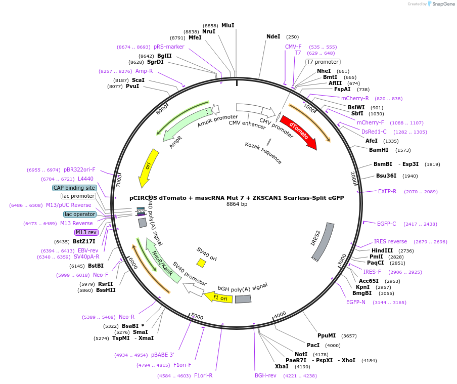 262678-plasmid-map-sequence-id-524695