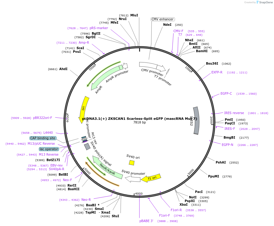 262664-plasmid-map-sequence-id-524700