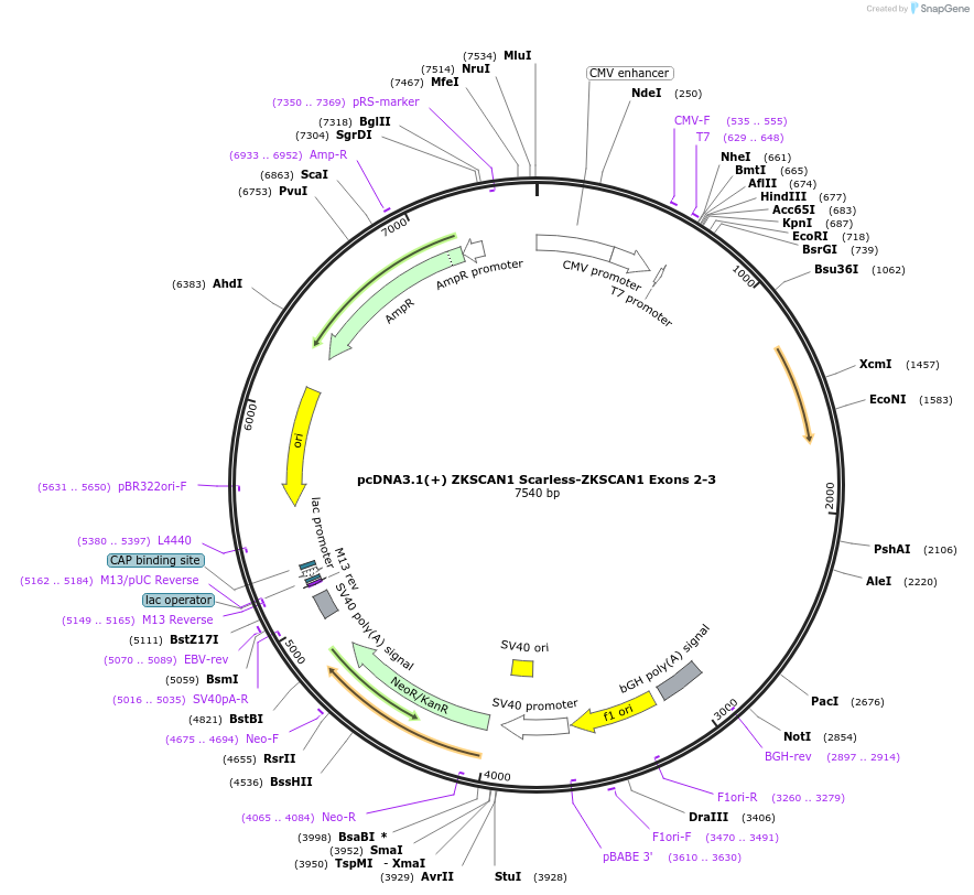 262645-plasmid-map-sequence-id-524702