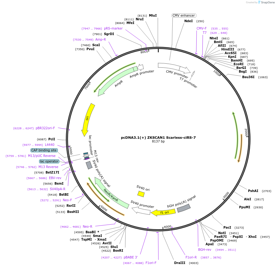 262638-plasmid-map-sequence-id-524708