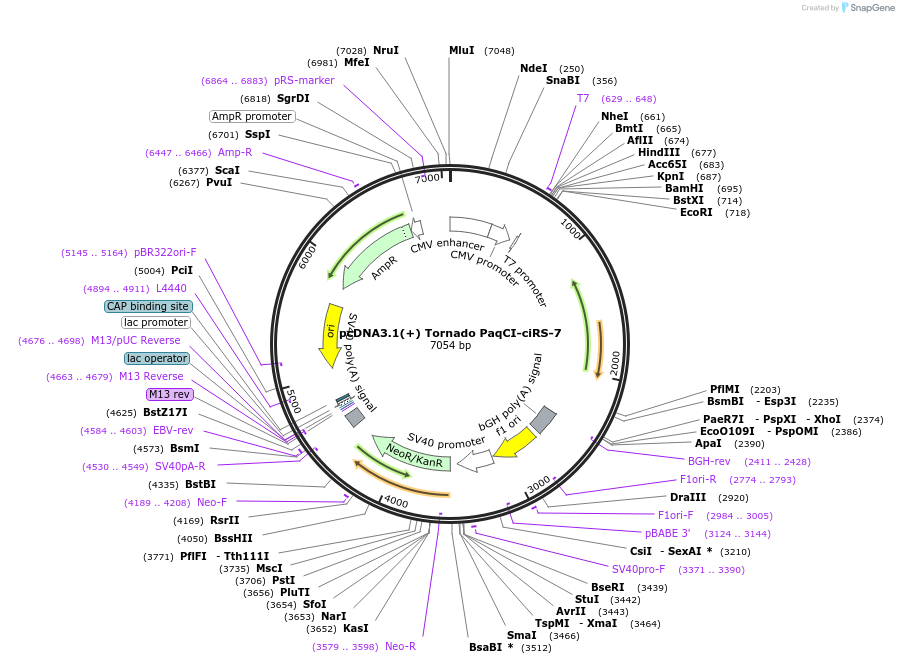 262641-plasmid-map-sequence-id-524727