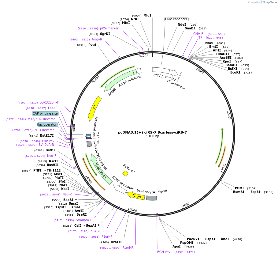 262642-plasmid-map-sequence-id-524728