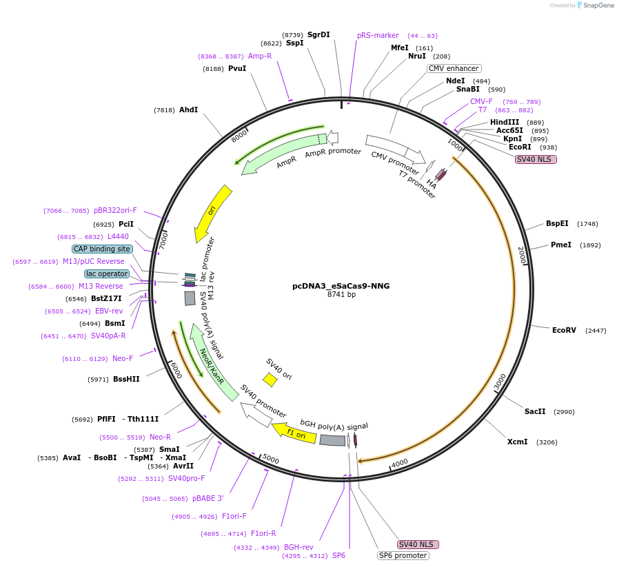 252407-plasmid-map-sequence-id-524738