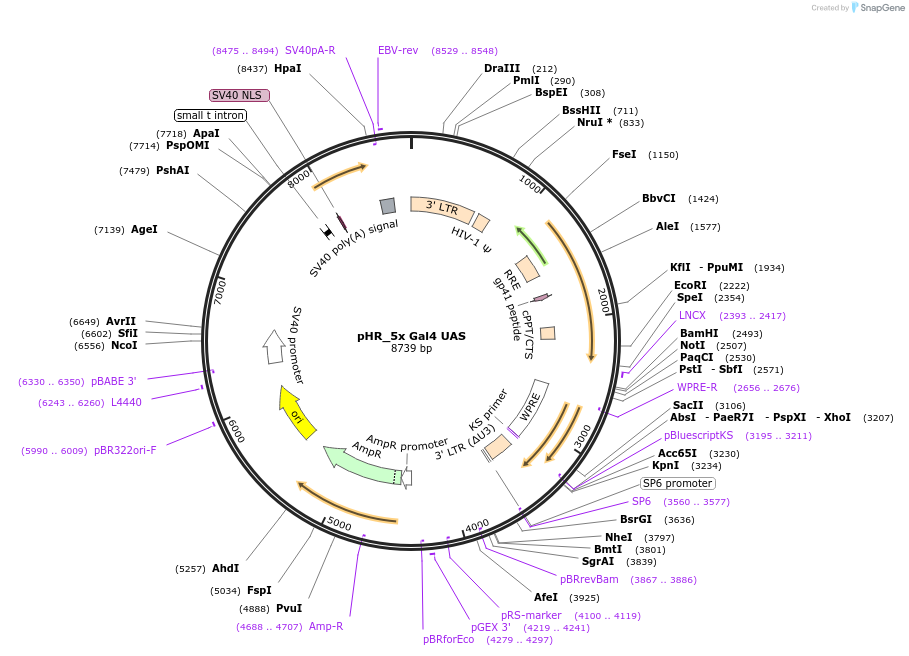 79119-plasmid-map-sequence-id-524740