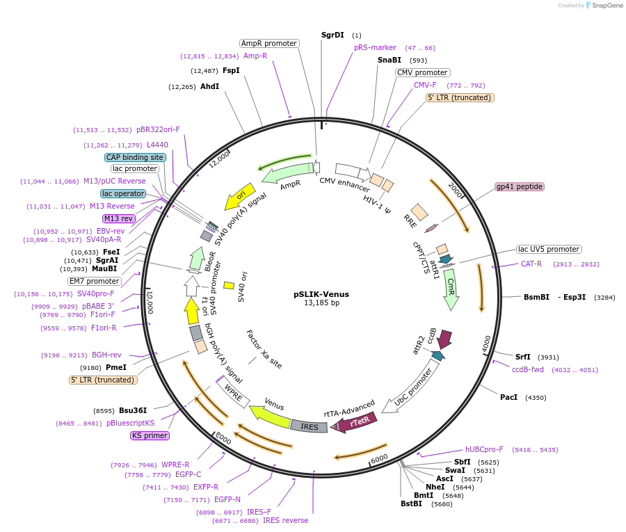 25734-plasmid-map-sequence-id-524743