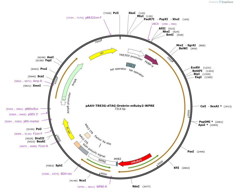 261818-plasmid-map-sequence-id-524750