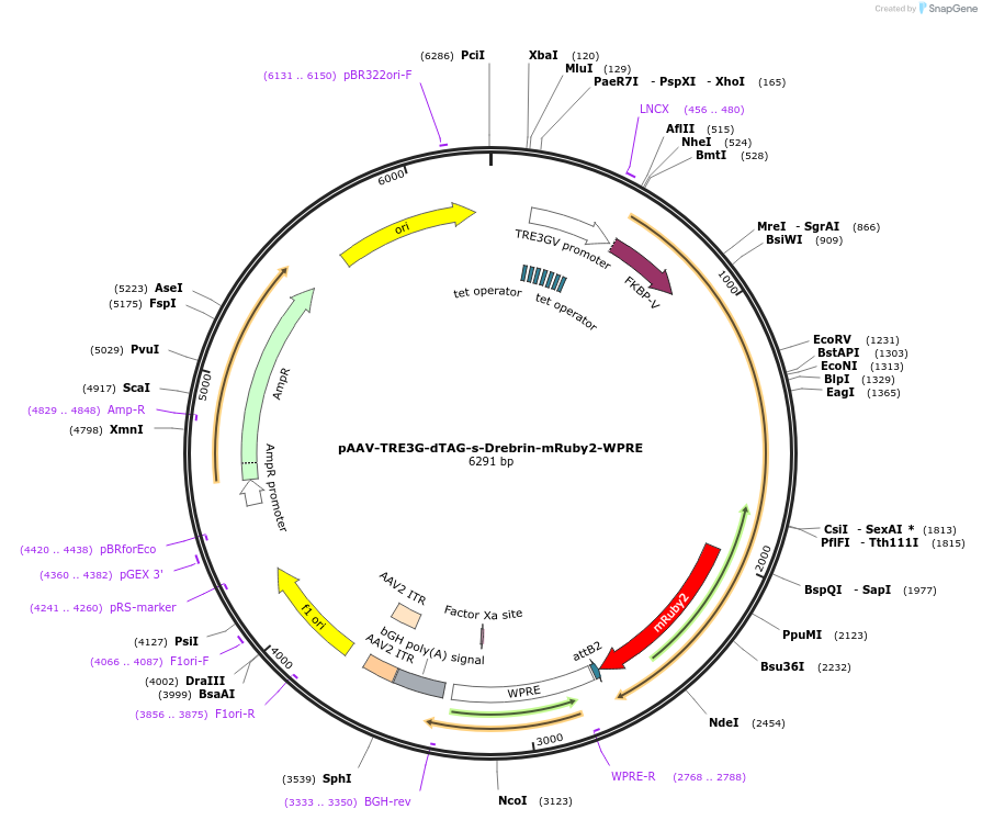261819-plasmid-map-sequence-id-524751