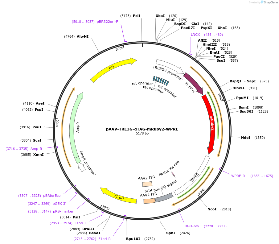 261821-plasmid-map-sequence-id-524752