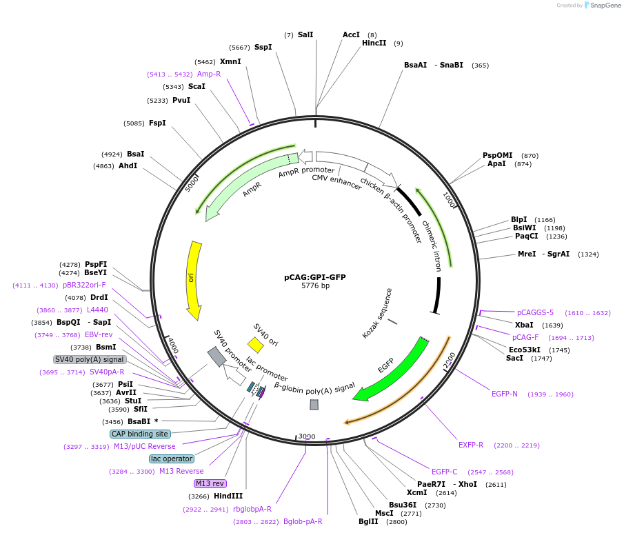 32601-plasmid-map-sequence-id-524753