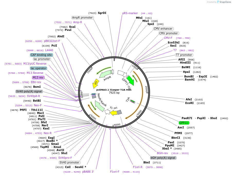 64278-plasmid-map-sequence-id-524754