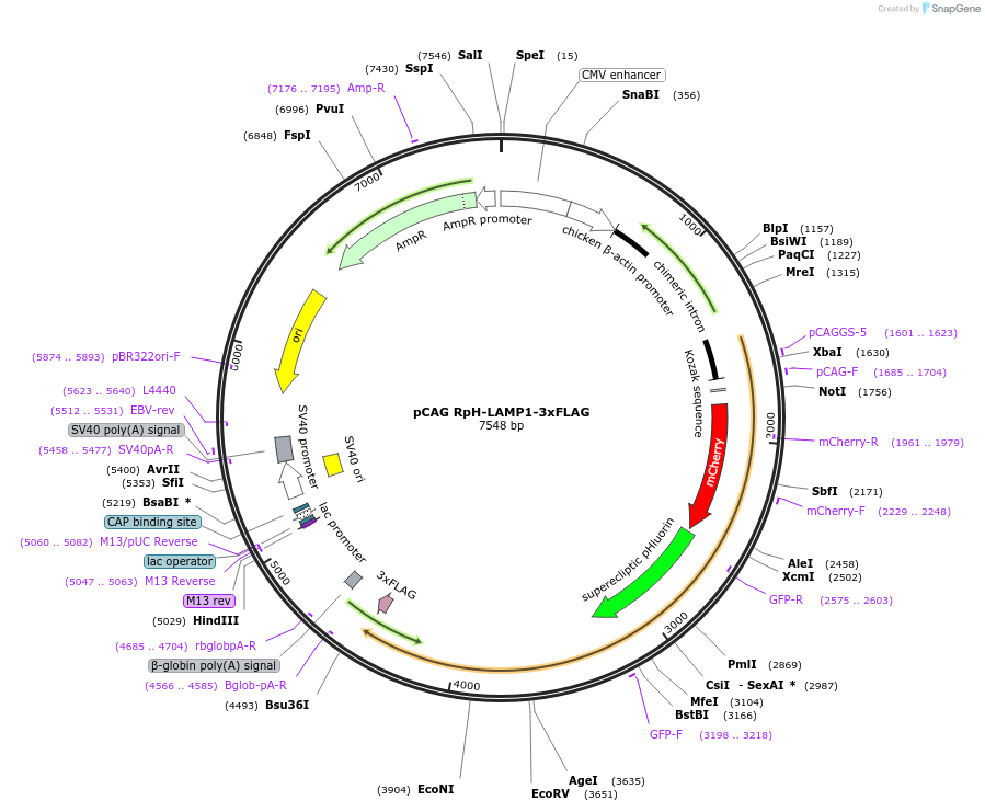163018-plasmid-map-sequence-id-524755