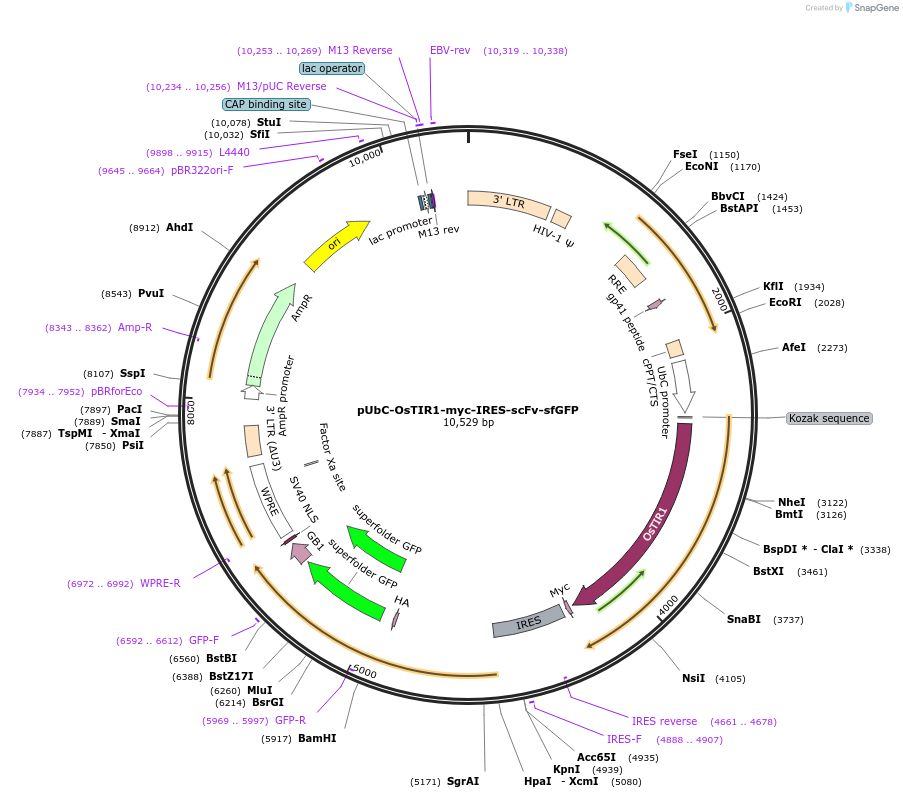 84563-plasmid-map-sequence-id-524759