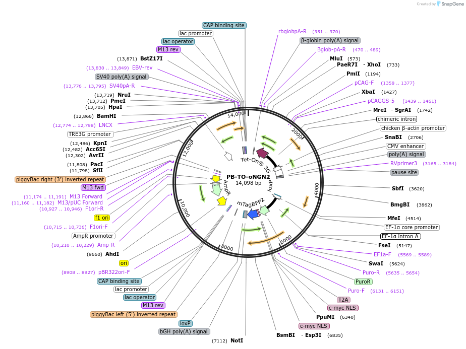 198397-plasmid-map-sequence-id-524762