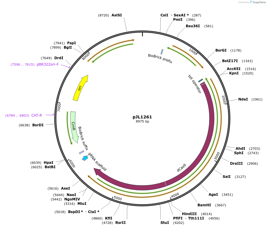 262995-plasmid-map-sequence-id-524773
