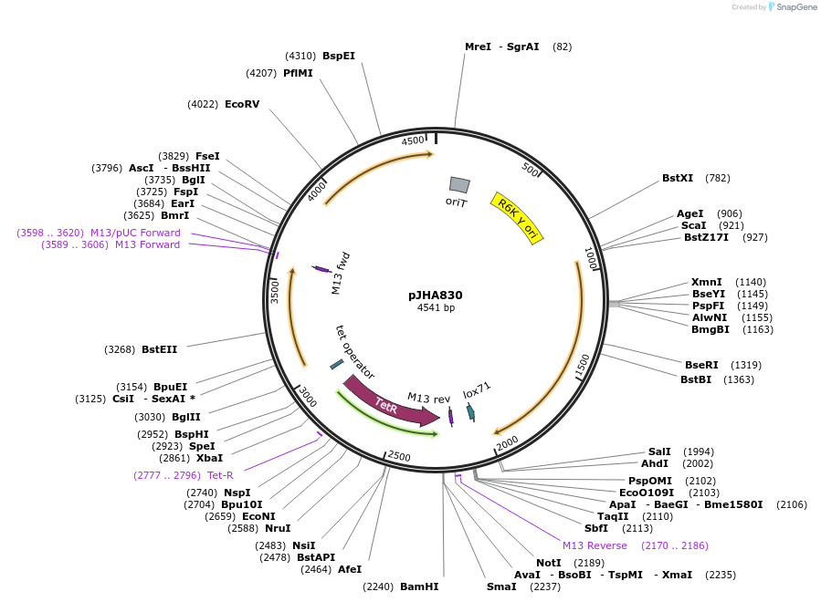 262977-plasmid-map-sequence-id-524777